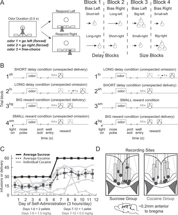 cocaine impairs attention signals in anterior cingulate cortex | Neuropsychopharmacology