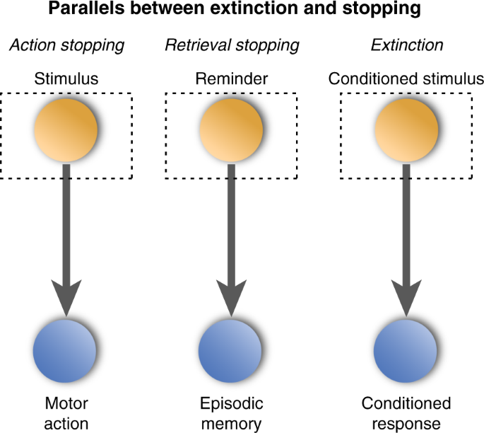 Top-down signal from prefrontal cortex in executive control of memory  retrieval