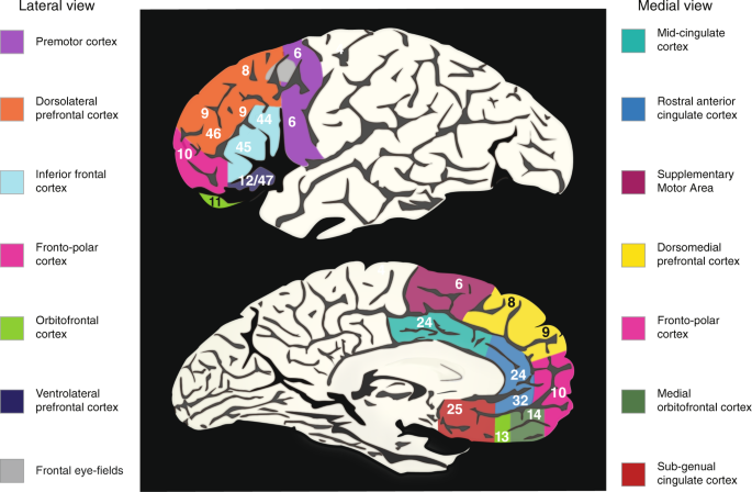 Top-down signal from prefrontal cortex in executive control of memory  retrieval