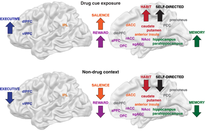 Neurobiologic Advances from the Brain Disease Model of Addiction