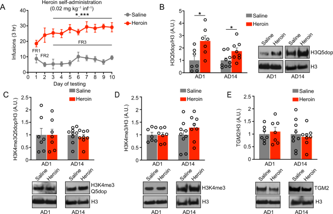 Histone h3 dopaminylation in ventral tegmental area underlies heroin-induced transcriptional and behavioral plasticity in male rats