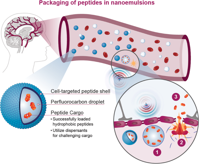 Targeted and transient opening of the blood brain barrier in discrete  neurocircuits and brain regions | Neuropsychopharmacology