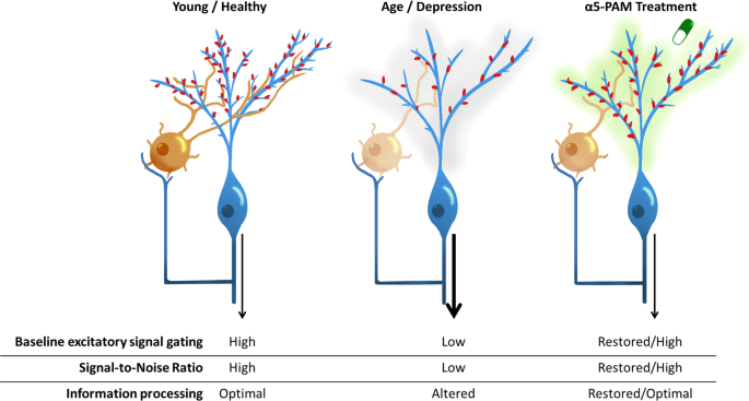 dihexa neurotrophic effects of potentiating gaba-mediated dendritic inhibition InfiniWell BPC-157 Rapid |