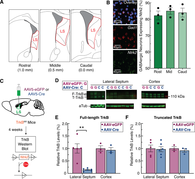 Lateral septum modulates cortical state to tune responsivity to threat  stimuli - ScienceDirect