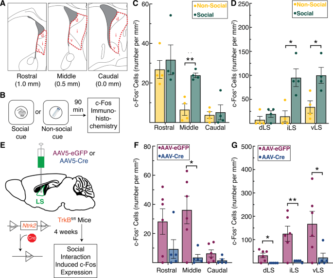 Lateral septum modulates cortical state to tune responsivity to threat  stimuli - ScienceDirect