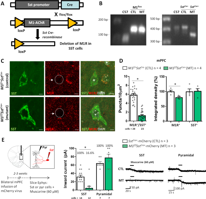 M1 acetylcholine receptors in somatostatin interneurons contribute to  GABAergic and glutamatergic plasticity in the mPFC and antidepressant-like  responses | Neuropsychopharmacology