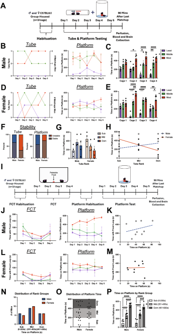 Complex social dominance behavior using a novel platform test is associated with lateral habenula activation in male and female mice