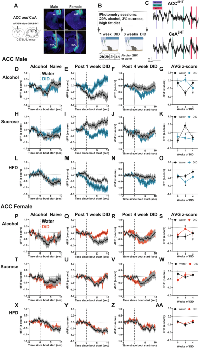 Selective dysregulation of serotonin dynamics in the anterior cingulate cortex and central amygdala following binge alcohol consumption