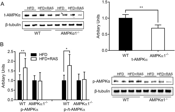 Raspberry alleviates obesity-induced inflammation and insulin resistance in skeletal muscle through activation of amp-activated protein kinase (ampk) 