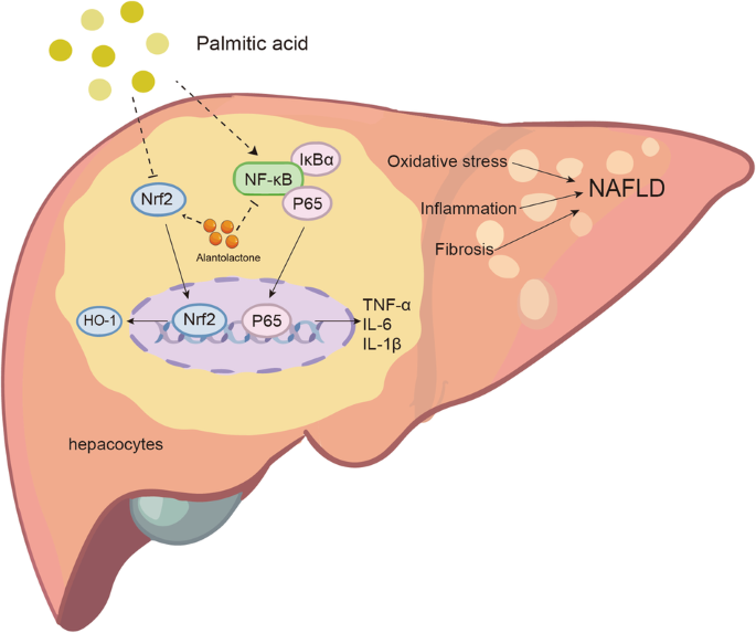 Alantolactone attenuates high-fat diet-induced inflammation and oxidative  stress in non-alcoholic fatty liver disease | Nutrition & Diabetes