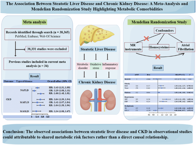 The association between steatotic liver disease and chronic kidney disease: a meta-analysis and Mendelian randomization study highlighting metabolic comorbidities - Nutrition & Diabetes
