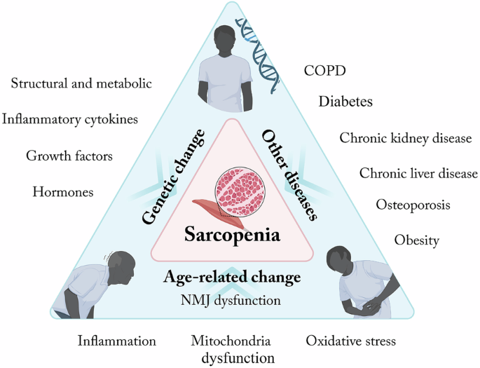 semaglutide sarcopenia Interplay between sarcopenia and type 2 diabetes: mechanisms, implications, and therapeutic prospects
