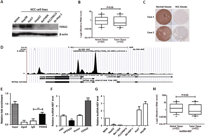 Turning 22 Transition Planning Panel >> Lncrna Nef Antagonized Epithelial To Mesenchymal Transition And Turning 22 Transition Planning Panel >> Lncrna Nef Antagonized Epithelial To Mesenchymal Transition And