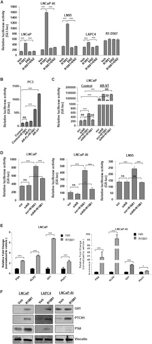 Non-canonical activation of hedgehog in prostate cancer cells mediated by  the interaction of transcriptionally active androgen receptor proteins with  Gli3 | Oncogene