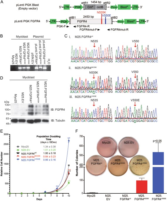 Functional Screening Of Fgfr4 Driven Tumorigenesis Identifies Pi3k Mtor Inhibition As A Therapeutic Strategy In Rhabdomyosara Oncogene
