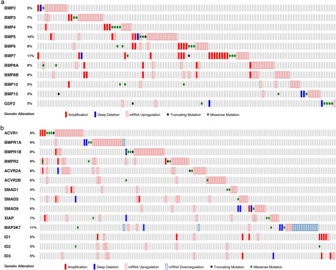 Novel Bone Morphogenetic Protein Receptor Inhibitor Jl5 Suppresses Tumor Cell Survival Signaling And Induces Regression Of Human Lung Cancer Oncogene