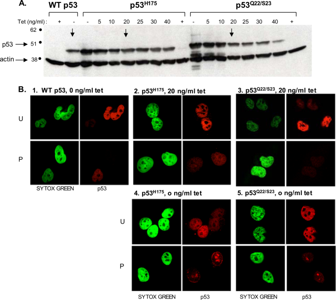 Correction: energy-dependent nucleolar localization of p53 in vitro requires two discrete regions within the p53 carboxyl terminus