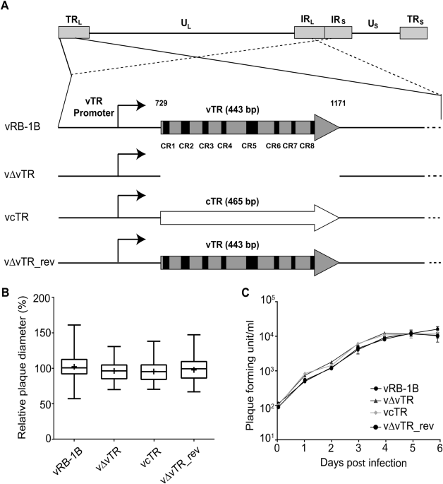 Overexpression of cellular telomerase RNA enhances virus-induced cancer formation | Oncogene