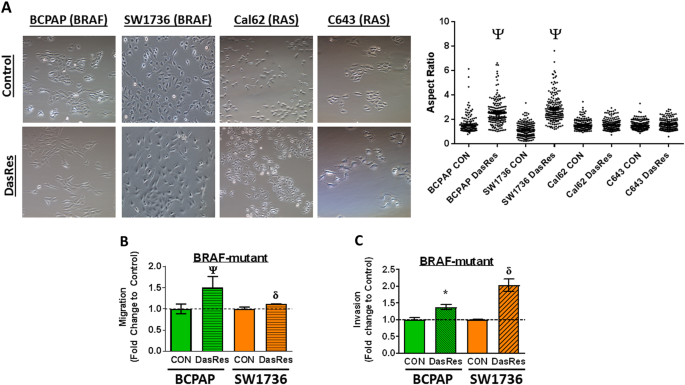 Resistance To Src Inhibition Alters The Braf Mutant Tumor Secretome To Promote An Invasive Phenotype And Therapeutic Escape Through A Fak P130cas C Jun Signaling Axis Oncogene