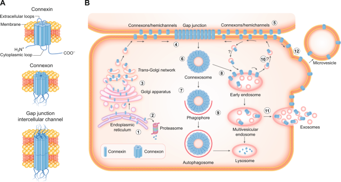 Connexins In Cancer Bridging The Gap To The Clinic Oncogene