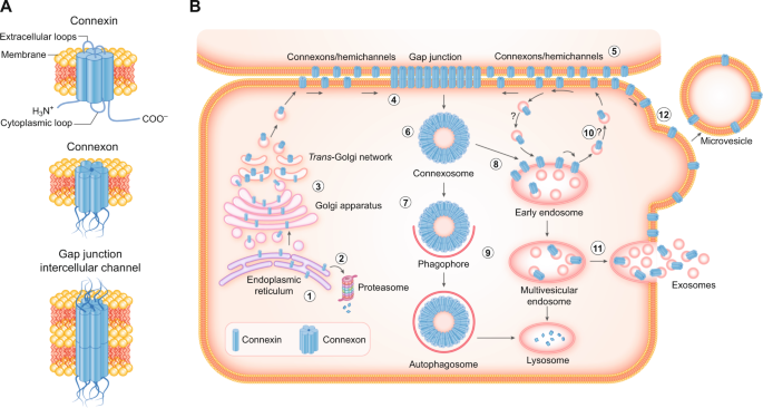 Connexins in cancer: bridging the gap to the clinic | Oncogene