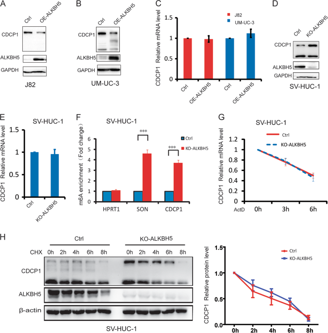 Dynamic m 6 A mRNA methylation reveals the role of METTL3-m 6 A-CDCP1 ...