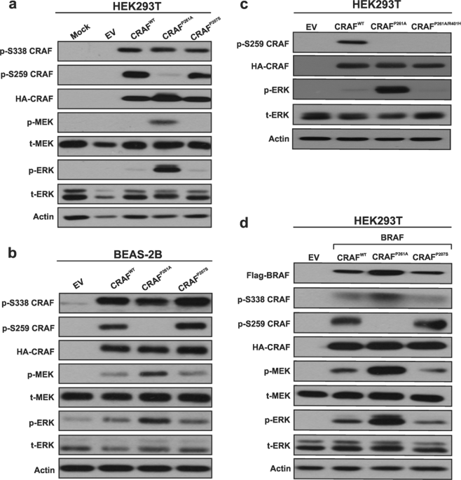 Craf Mutations In Lung Cancer Can Be Oncogenic And Predict Sensitivity To Combined Type Ii Raf And Mek Inhibition Oncogene