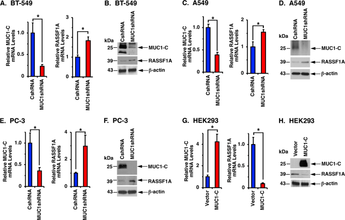 Muc1 C Represses The Rassf1a Tumor Suppressor In Human Carcinoma Cells Oncogene