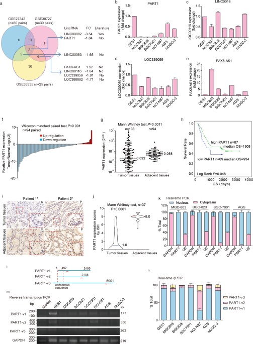 Long noncoding rna part1 restrains aggressive gastric cancer through the epigenetic silencing of pdgfb via the plzf-mediated recruitment of ezh2