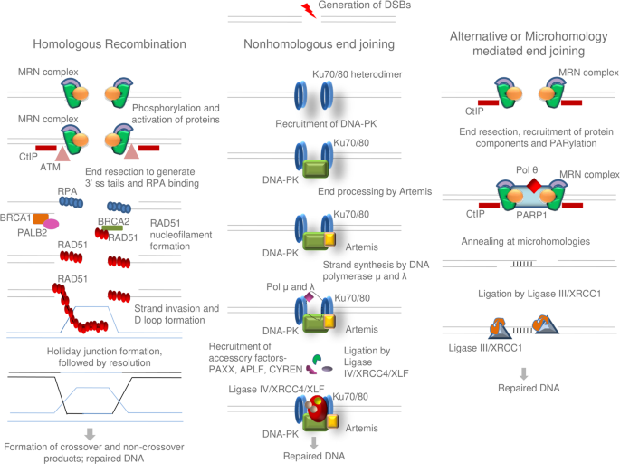 Modulation of dna double-strand break repair as a strategy to improve precise genome editing