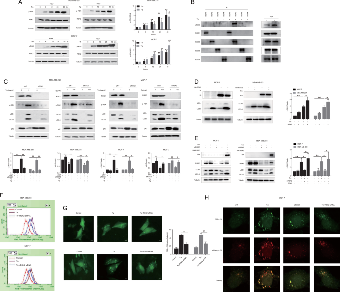 Rsk2 protects human breast cancer cells under endoplasmic reticulum stress through activating ampkα2-mediated autophagy