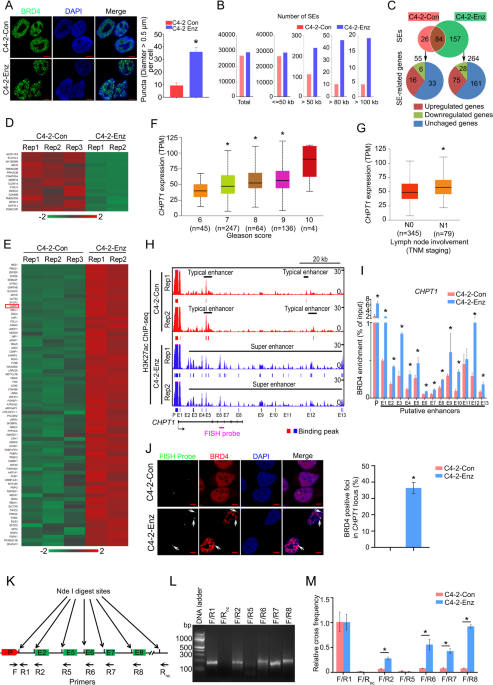 Aberrant activation of super enhancer and choline metabolism drive antiandrogen therapy resistance in prostate cancer