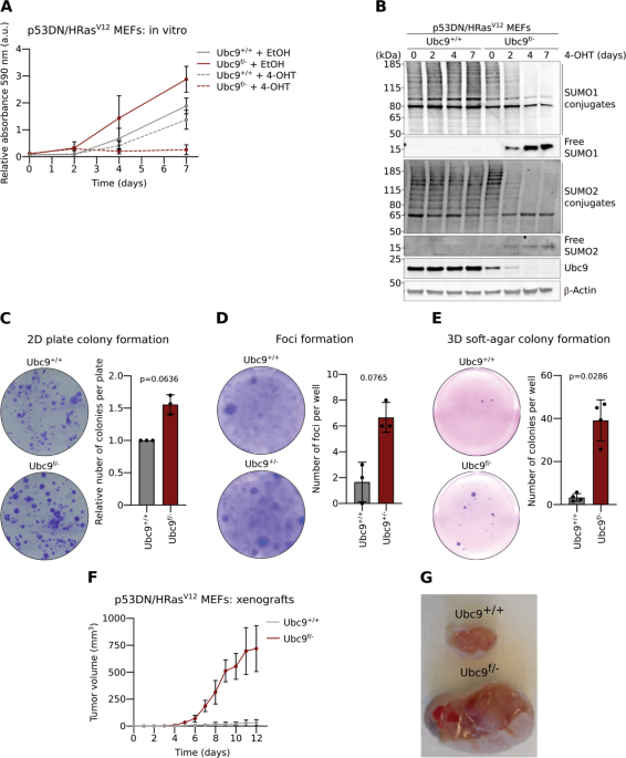 An unanticipated tumor-suppressive role of the sumo pathway in the intestine unveiled by ubc9 haploinsufficiency