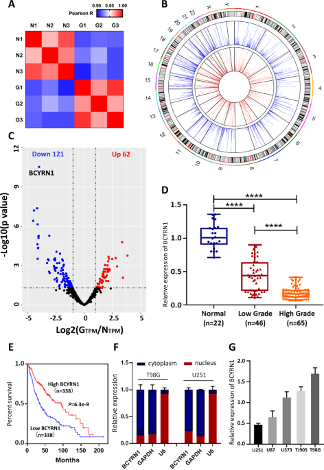 Lncrna bcyrn1 inhibits glioma tumorigenesis by competitively binding with mir-619-5p to regulate cuedc2 expression and the pten/akt/p21 pathway