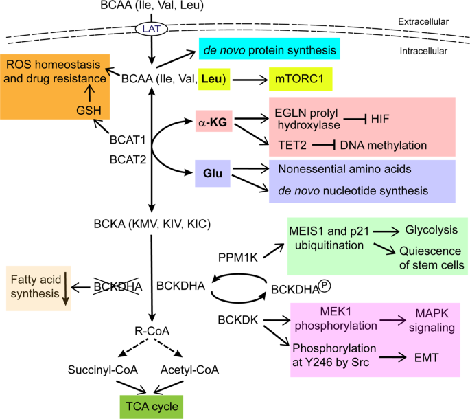 Multifaceted role of branched-chain amino acid metabolism in cancer |  Oncogene