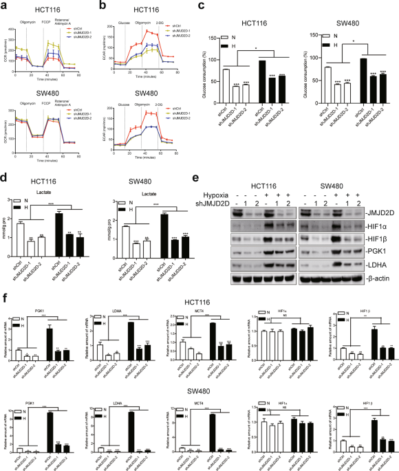Histone demethylase jmjd2d activates hif1 signaling pathway via multiple mechanisms to promote colorectal cancer glycolysis and progression