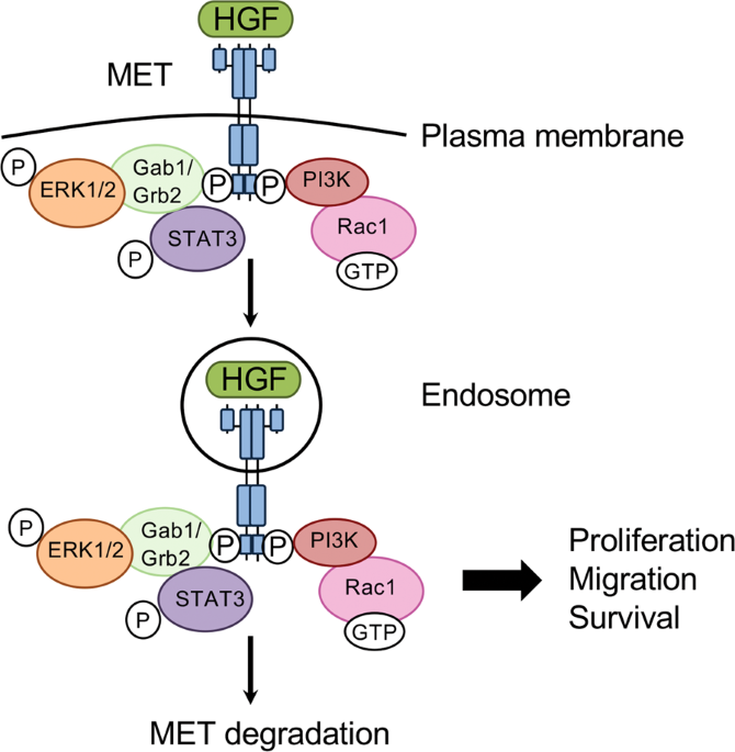 The role of MET in chemotherapy resistance