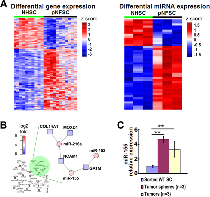 Microrna 155 Contributes To Plexiform Neurofibroma Growth Downstream Of Mek Oncogene