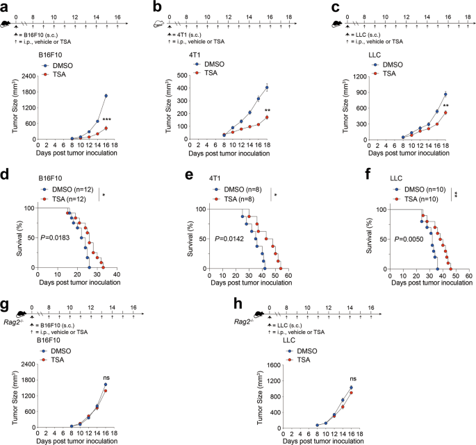 Hdac Inhibition Potentiates Anti Tumor Activity Of Macrophages And Enhances Anti Pd L1 Mediated Tumor Suppression Oncogene