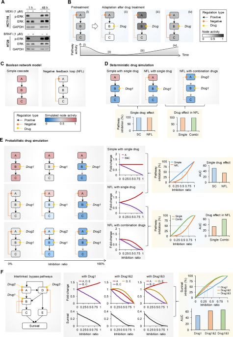 barrière extensible rétractable
