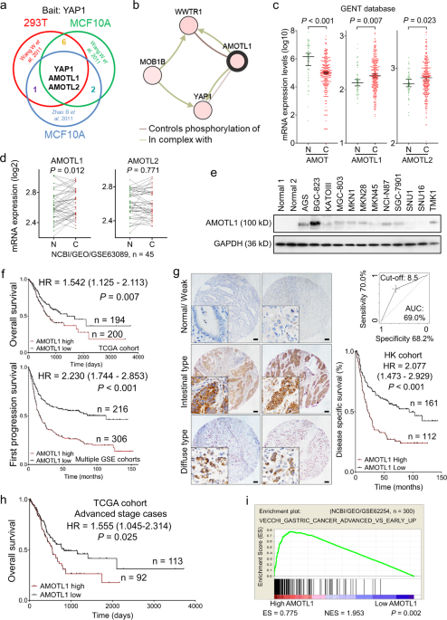 Amotl1 enhances yap1 stability and promotes yap1-driven gastric oncogenesis