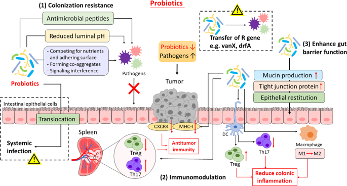 dysbiosis knockout egerek