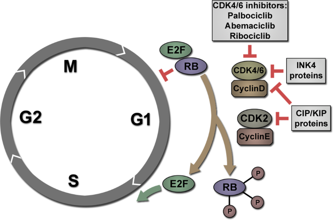 Senescence as a therapeutically relevant response to CDK4/6 inhibitors |  Oncogene