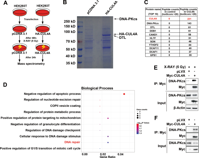 Crl4adtl Degrades Dna Pkcs To Modulate Nhej Repair And Induce Genomic Instability And Subsequent Malignant Transformation Oncogene Crl4adtl Degrades Dna Pkcs To Modulate Nhej Repair And Induce Genomic Instability And Subsequent Malignant Transformation Oncogene