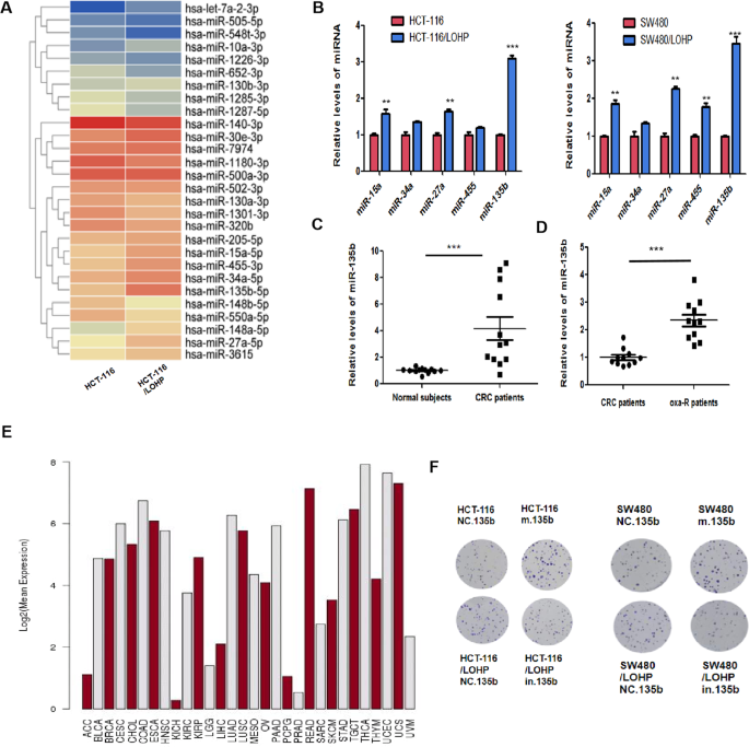 The HSF1/miR-135b-5p axis induces protective autophagy to promote oxaliplatin resistance through the MUL1/ULK1 pathway in colorectal cancer