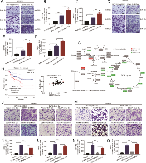 Cemip A Novel Adaptor Protein Of Ogt Promotes Colorectal Cancer Metastasis Through Glutamine Metabolic Reprogramming Via Reciprocal Regulation Of B Catenin Oncogene Cemip A Novel Adaptor Protein Of Ogt Promotes Colorectal Cancer Metastasis Through Glutamine Metabolic Reprogramming Via Reciprocal Regulation Of B Catenin Oncogene