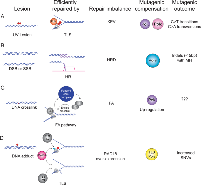 Unravelling roles error-prone DNA polymerases in shaping cancer genomes | Oncogene