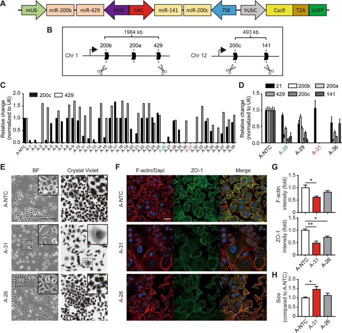 Complete loss of miR-200 family induces EMT associated cellular senescence in gastric cancer