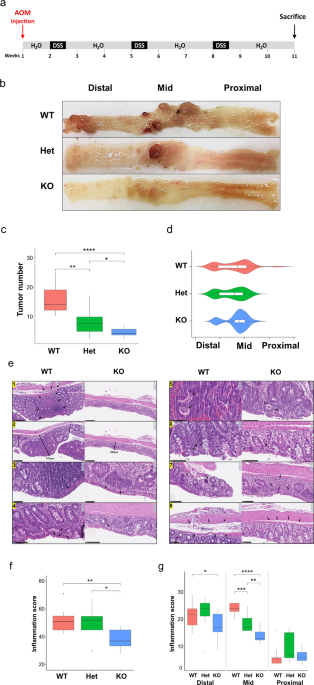 Loss Of Nfe2l3 Protects Against Inflammation Induced Colorectal Cancer Through Modulation Of The Tumor Microenvironment Oncogene