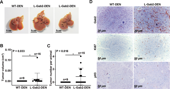 Liver-specific overexpression of Gab2 accelerates hepatocellular carcinoma  progression by activating immunosuppression of myeloid-derived suppressor  cells | Oncogene